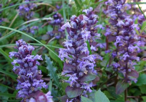 Bugle is a wildflower with many culinary and medical uses