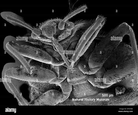 Cimex lectularius, bed bug Stock Photo - Alamy