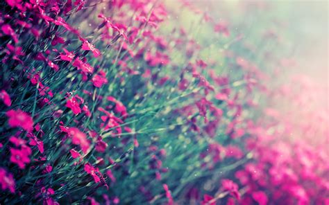 Teal And Pink Flowers PC Android iPhone and iPad [1920x1200] for your , Mobile & Tablet HD ...