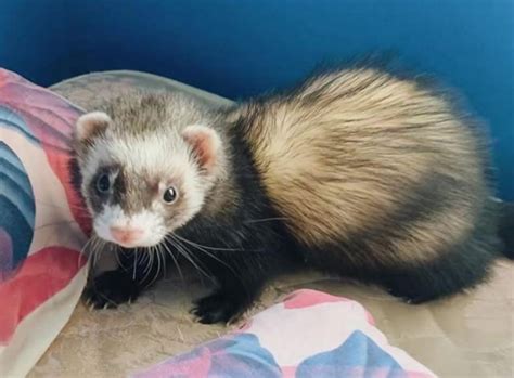 Top 500+ Ferret Names (Cute, Funny, & Cool Names!) | PetPress