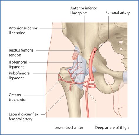 Ligament Of The Head Of The Femur