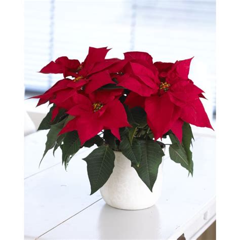 RED Poinsettia - The Essential Christmas Plant