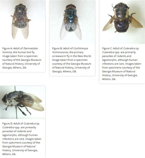 Human Bot Fly Life Cycle