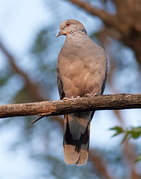 Cheongdam Park, September 8 | Birds Korea Blog