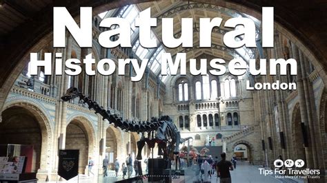 Natural History Museum London: Video Tour (dinosaurs, whales and more ...