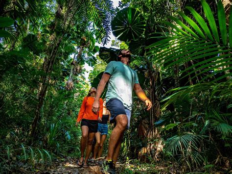 Daintree Rainforest Tours | Cape Tribulation | Mossman Gorge