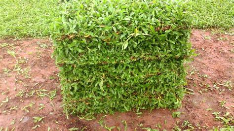 Jual Rumput Hias Harga Murah Call/SMS/WA 0812 4902 5398