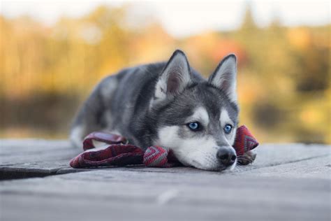 Download Dog Animal Husky HD Wallpaper