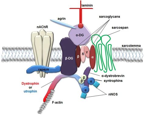 2. The dystrophin glycoprotein complex in the skeletal muscle. The... | Download Scientific Diagram