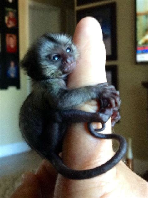 Finger Monkey Pet Price : De 25+ bedste idéer inden for Monkeys for ...