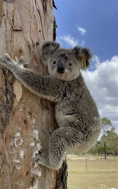 Solve koala jigsaw puzzle online with 60 pieces