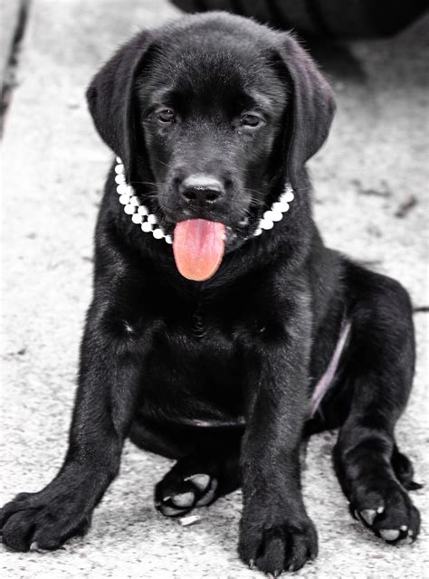 Black Lab Puppy 8 weeks. How stinking cute is she with her Pearls ...