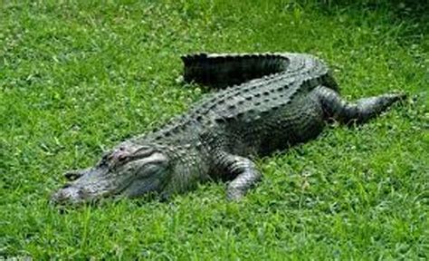 10 Interesting American Alligator Facts | My Interesting Facts