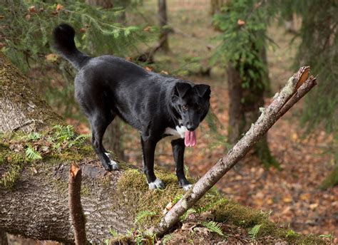 Robin Loznak Photography: Tree climbing dog