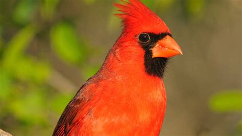 Birding by Ear: Northern Cardinal Song - YouTube