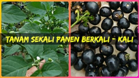 Cara simple menanam leunca dari biji buah segar|how to|grow to plant leunca from fresh fruit ...