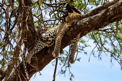 Sleeping leopard on a tree in Serengeti | Monika Salzmann – Travel Photography