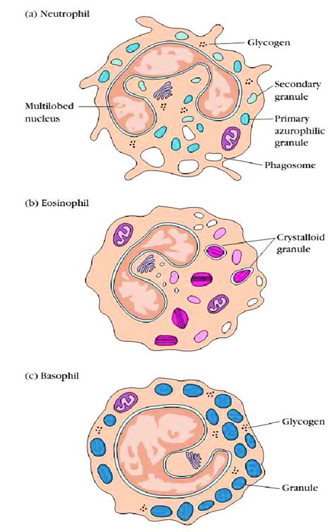 Granulocytes Types