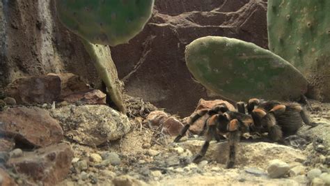 Mexican red-kneed tarantula Brachypelma smithi image - Free stock photo ...