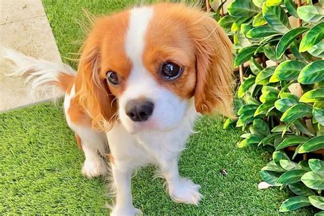 Teacup Cavalier King Charles Spaniel: The Ultimate Guide