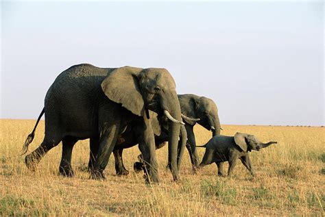 African Elephant Family Loxodonta by James Warwick