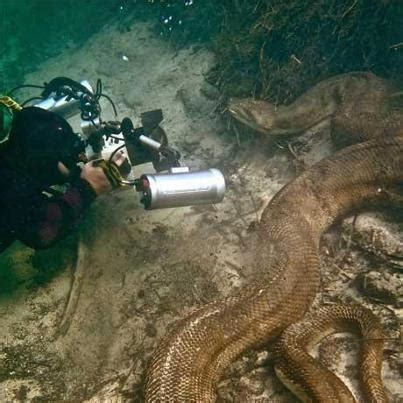 Scuba Diver meets Anaconda Underwater | Clamor World