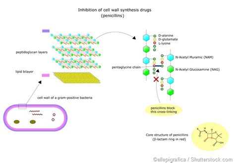 Penicillin Allergy