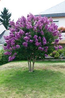 Small Flowering Trees Zone 5 Full Sun : Lavender Twist® Redbud ...