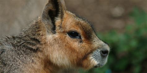 Patagonian mara | Smithsonian's National Zoo and Conservation Biology ...