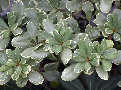 Pittosporum tobira 'Variegata' leaves.jpg | Variegated Japan… | Flickr