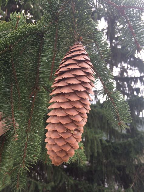 Norway spruce, pine cone. Western Iowa Cones Crafts, Pine Cone Crafts, Norway Spruce, Tree ...