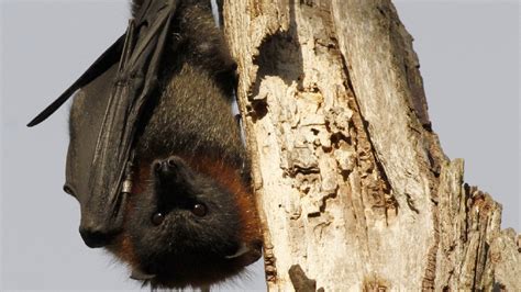 Flying foxes: Australia heatwave killing thousands | Circa News - Learn. Think. Do.