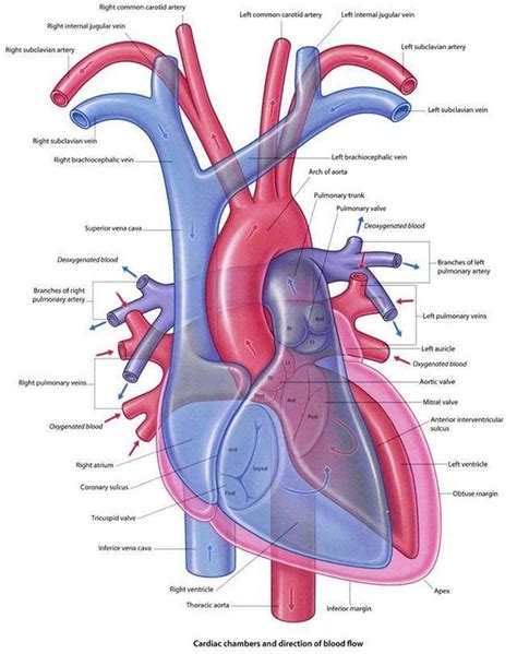 Pin on Cardiac Surgery