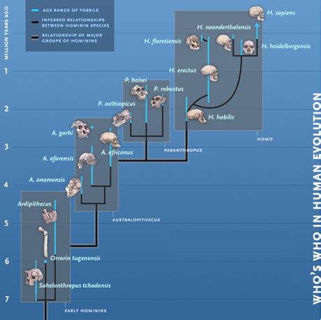 Types Of Primates Family Tree