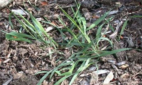 Common Texas Weeds - Photos and Identification - Green Bee