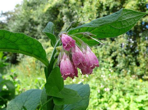 Growing Comfrey: The Complete Guide to Plant, Care, and Harvest Comfrey