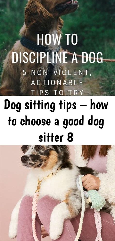 Dog sitting tips – how to choose a good dog sitter 8 | Dog sitting, Pet ...