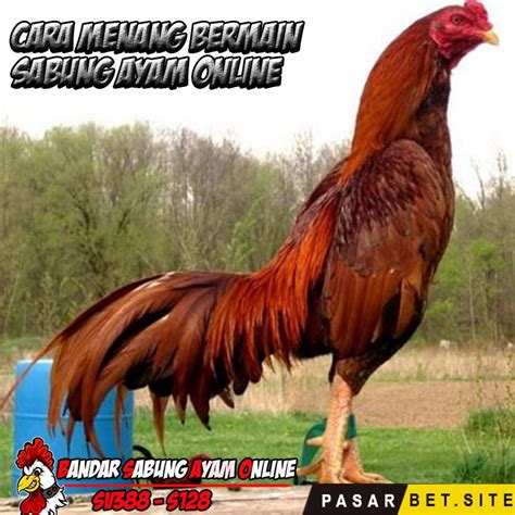 Sejarah Ayam Aduan Birma Myanmar Pada Arena Sabung Ayam (Dengan gambar ...