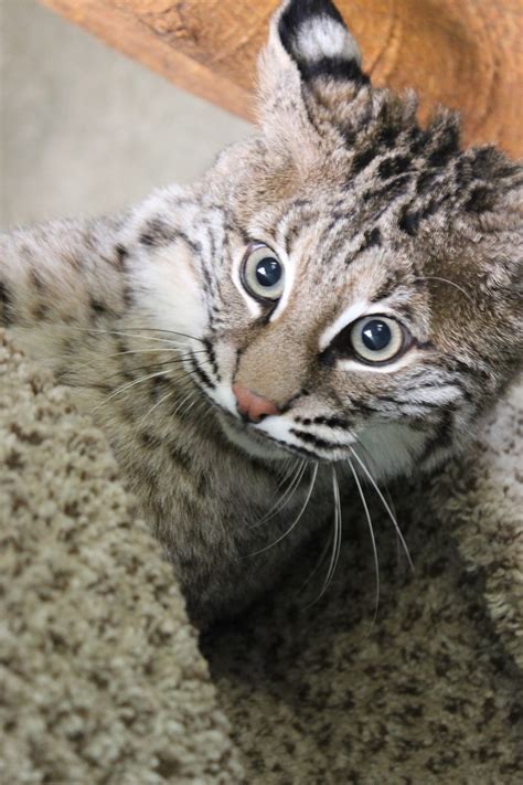 Police Searching For Pet Bobcat Running Loose Near Jersey Shore