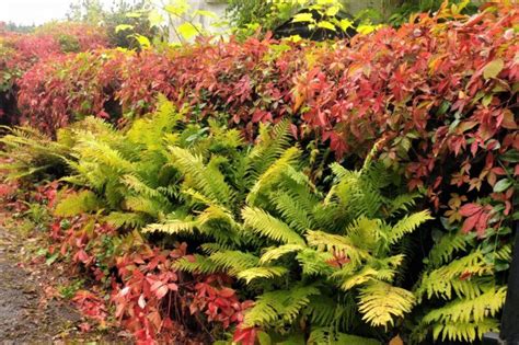 Hostas and Ferns: sun or shade? - GardenRant