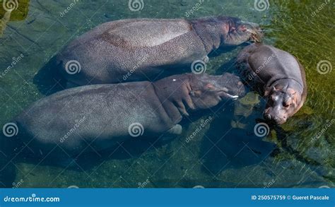 A Baby Hippopotamus Bathing in the Lake Stock Image - Image of bath, funny: 250575759