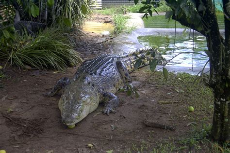 Saltwater Crocodile (Crocodylus porosus) « Australian Animals