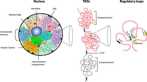 Frontiers | Spatial Organization of Chromatin: Transcriptional Control of Adaptive Immune Cell ...