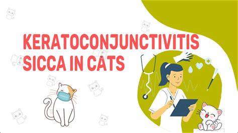 Keratoconjunctivitis Sicca In Cats: Symptoms & Treatments - Petmoo