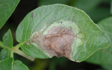 Potato late blight: ever-present disease – BE PROFY IN POTATOES NEWS