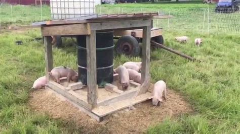 Pasture Pig Feeder (Round One) - YouTube