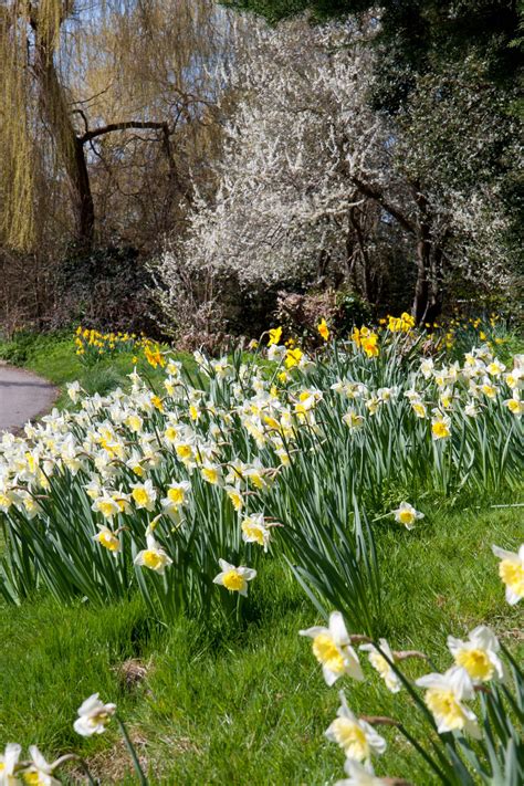 Spring Trees And Flowers Free Stock Photo - Public Domain Pictures