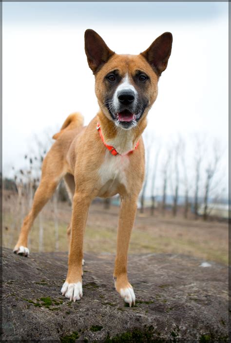 Shelter Dogs of Portland: "KYRAH" unique med sz Akita mix