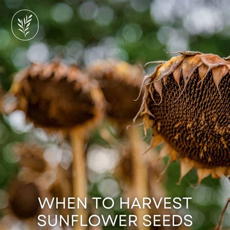 When to harvest sunflower seeds? 🌻 🔍 Discover the optimal time