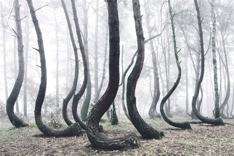 The Crooked Forest: A Mysterious Grove of 400 Oddly Bent Pine Trees in Poland | Colossal